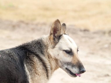 kırsal sevimli köpek, Ispanya 