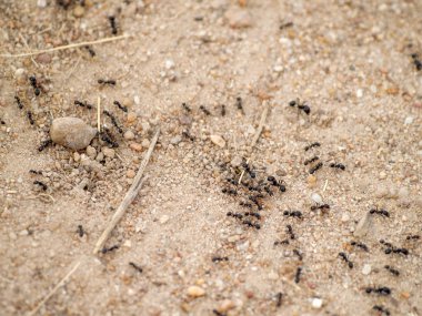 Yerdeki karıncalar, yaklaşın.