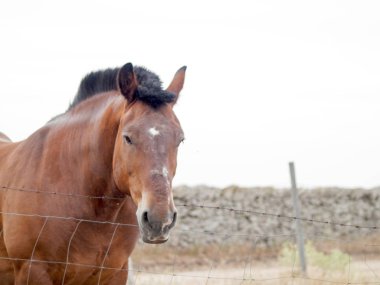  bahar kırsalında bir çiftlikte at