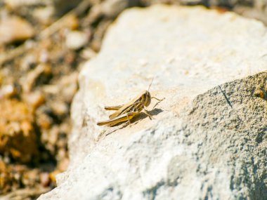 Çekirge üstüne çekirge, yaklaş.