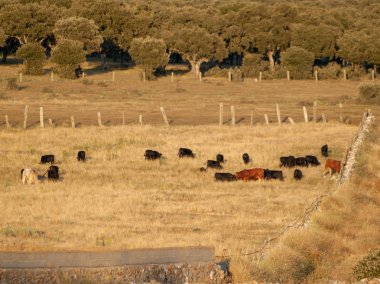 İnek kırsal üzerinde otlatma 