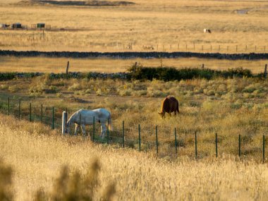 Gün batımı İspanyol dehesa otlatma, at
