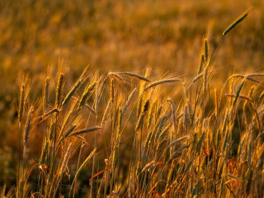 Dikenli İspanya Bahar üzerinde farklı çim çimen 