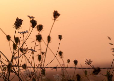 Dikenli İspanya Bahar üzerinde farklı çim çimen 