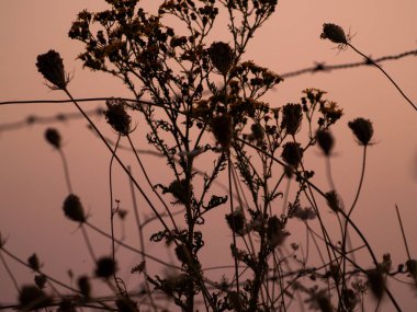 Dikenli İspanya Bahar üzerinde farklı çim çimen 