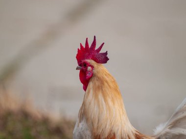 Salamanca, Ispanya çiftlikte horoz