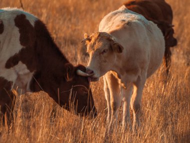 İnek kırsal Cabeza de Diego Gomez, Salamanca, İspanya üzerinde otlatma