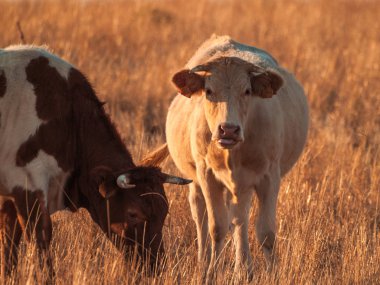 İnek kırsal Cabeza de Diego Gomez, Salamanca, İspanya üzerinde otlatma