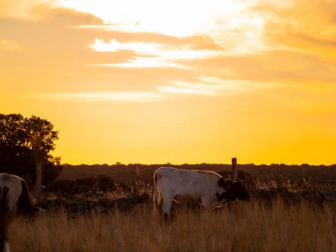 İnek kırsal Cabeza de Diego Gomez, Salamanca, İspanya üzerinde otlatma