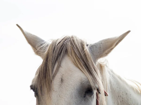 Hermoso Caballo Una Granja Campo —  Fotos de Stock