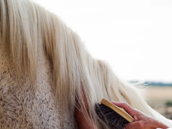 田舎の農場で馬を磨く人 — ストック写真