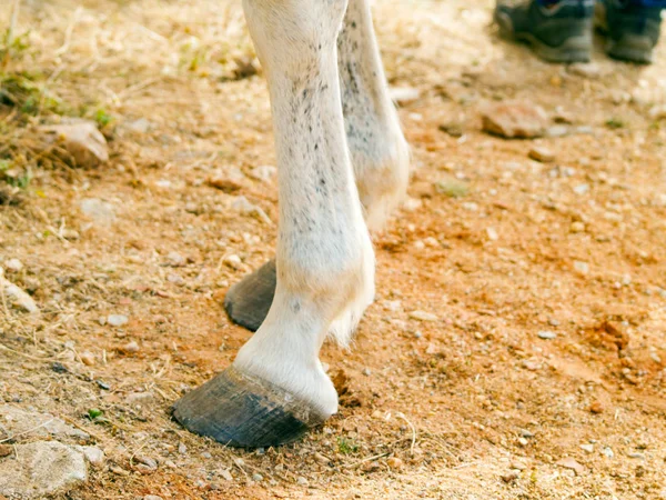 Caballo Una Granja Campo Primavera Pezuñas — Foto de Stock