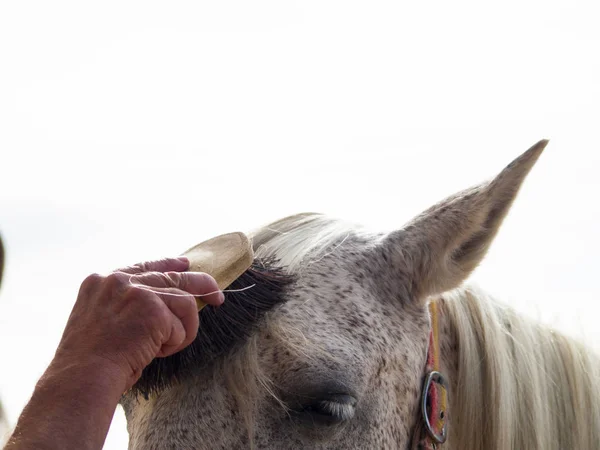 田舎の農場で馬を磨く人 — ストック写真