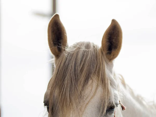 Mooi Paard Een Boerderij Het Platteland — Stockfoto