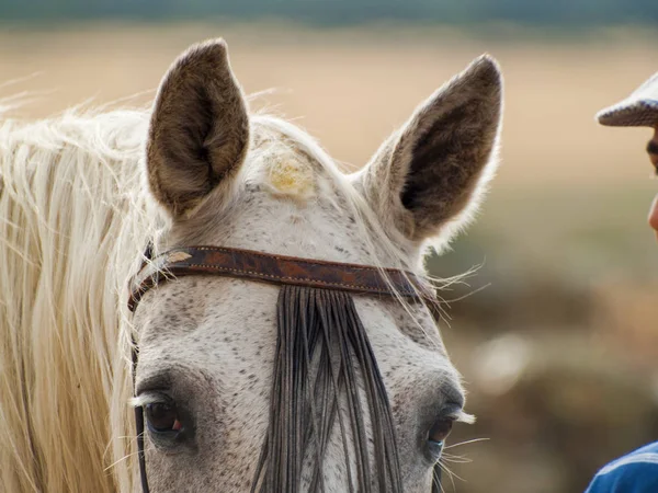 田舎の農場の美しい馬 — ストック写真