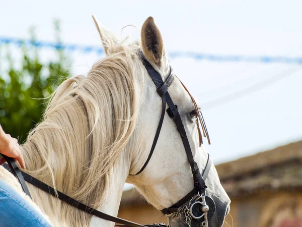 田舎の農場の美しい馬 — ストック写真
