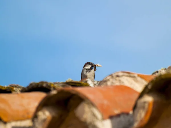 Aves Encaramadas Cerca Vida Silvestre — Foto de Stock