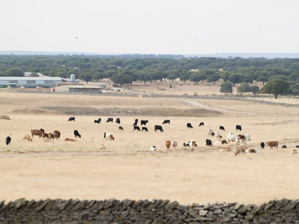 Herd Cows Grazing Salamanca Spain — Stock Photo, Image