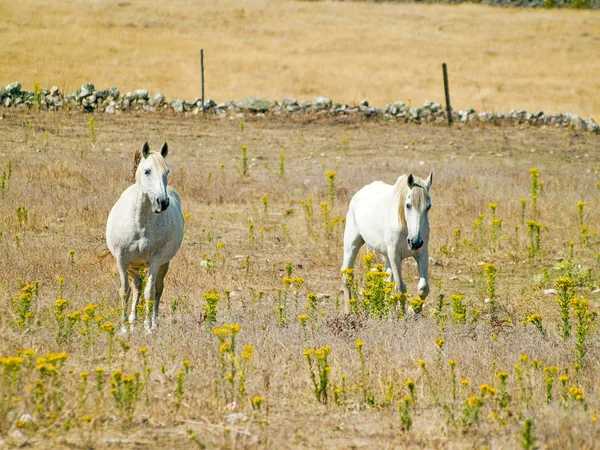 Pferde Auf Einem Bauernhof Auf Dem Land Frühling — Stockfoto