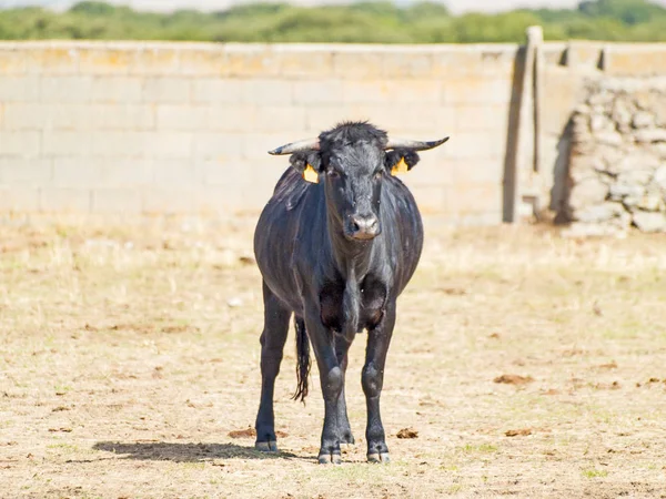 Vaca Campo Hervas Cáceres Espanha — Fotografia de Stock