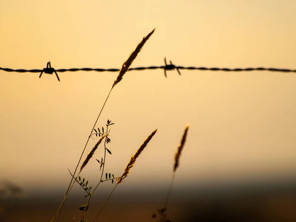 Vall Med Spikar Olika Gräs Våren Spanien — Stockfoto