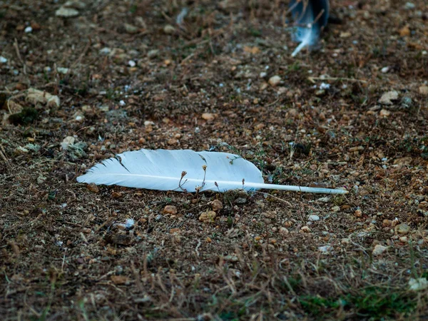 Pluma Blanca Sobre Fondo Tierra —  Fotos de Stock