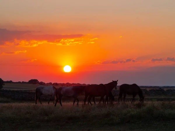 Caballo Atardecer Pastando Dehesa Española — Foto de Stock