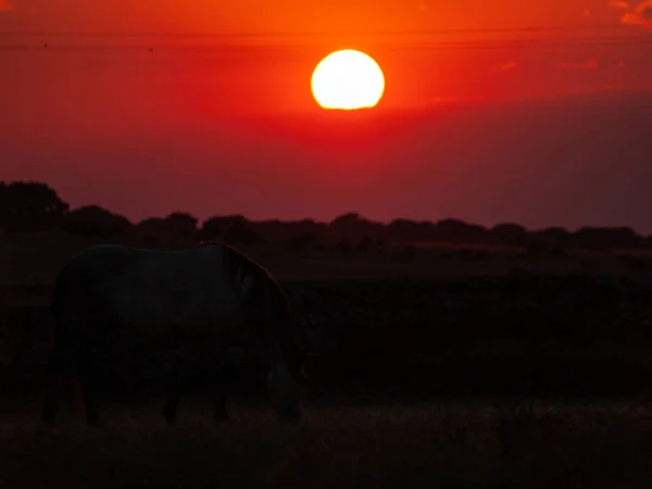 Atardecer Cabeza Diego Gomez Salamanca España — Foto de Stock