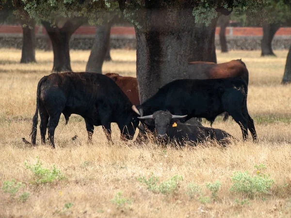 Eine Kuhherde Die Salamanca Spanien Weidet — Stockfoto