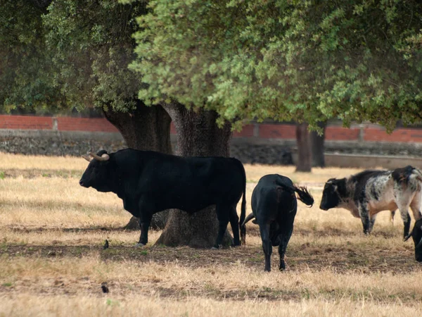 Herd Cows Grazing Salamanca Spain — Stock Photo, Image
