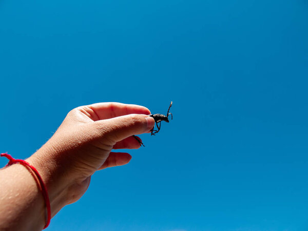 Рука держит насекомое против неба
 
