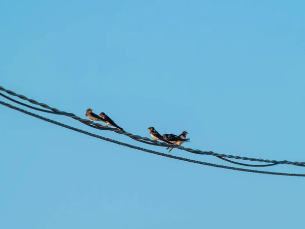 Pássaros Estão Sentados Fio — Fotografia de Stock