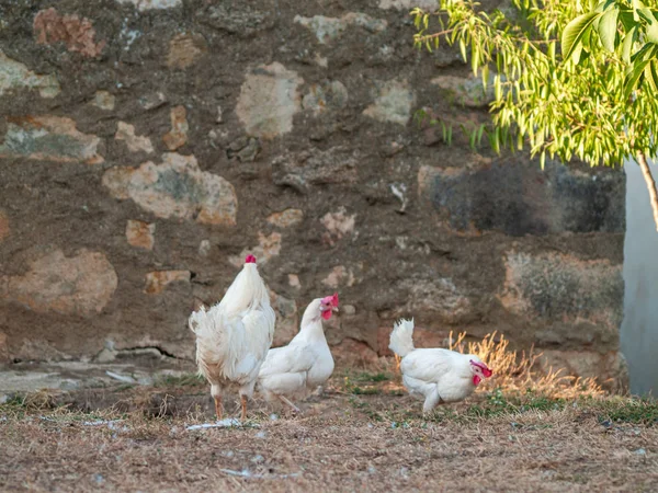 stock image hens on a farm in springtime