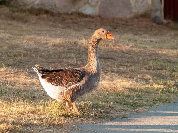 Salamanca Ispanya Çiftlikte Kaz — Stok fotoğraf