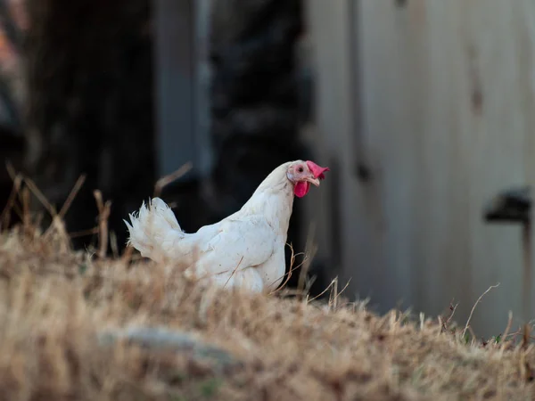 Gallina Pastando Campo — Foto de Stock