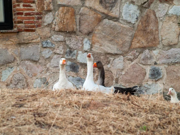 geese on farm. Agriculture, rural life