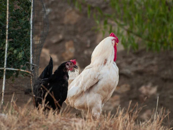 Gallina Gallo Patio — Foto de Stock