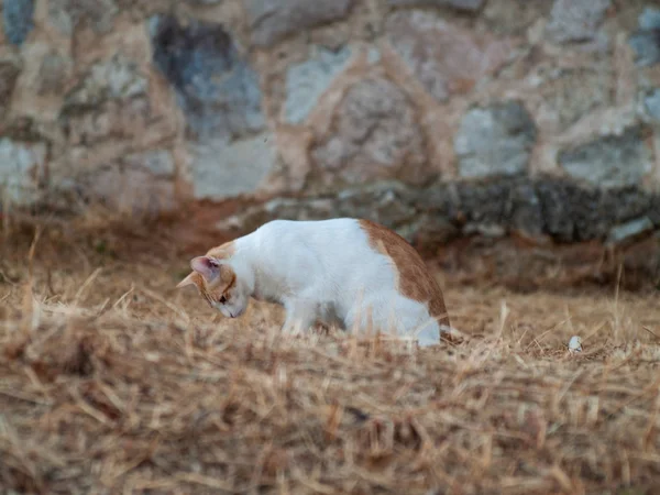 Gato Doméstico Pueblo —  Fotos de Stock