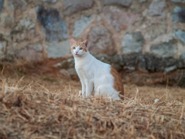 Gato Doméstico Pueblo — Foto de Stock