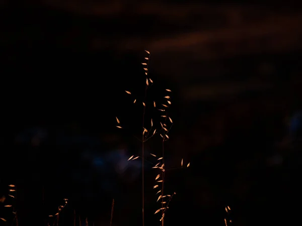 Mooie Planten Nachts — Stockfoto