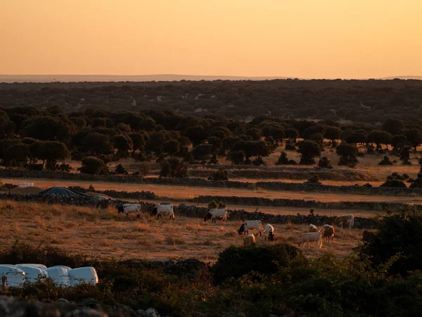 Cows Grazing Field Salamanca Spain — Stock Photo, Image