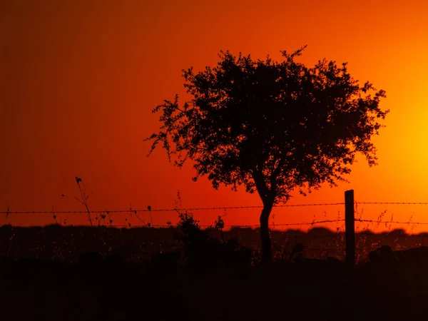 Atardecer Cabeza Diego Gomez Salamanca España — Foto de Stock