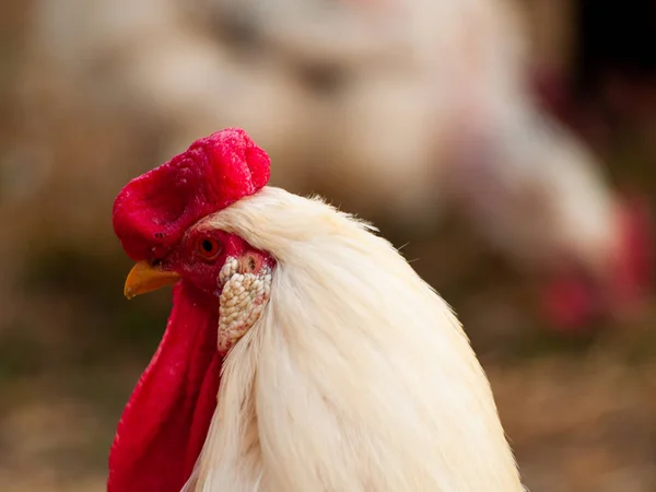 Gallo Granja Salamanca España — Foto de Stock