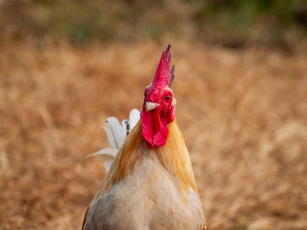 Gallo Granja Salamanca España — Foto de Stock