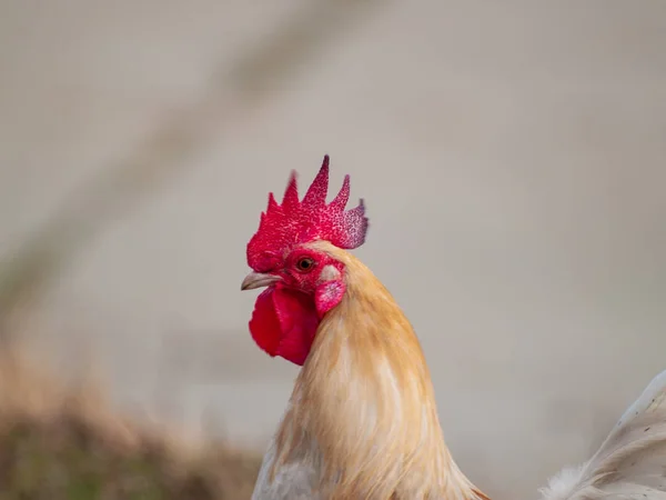 Gallo Granja Salamanca España — Foto de Stock