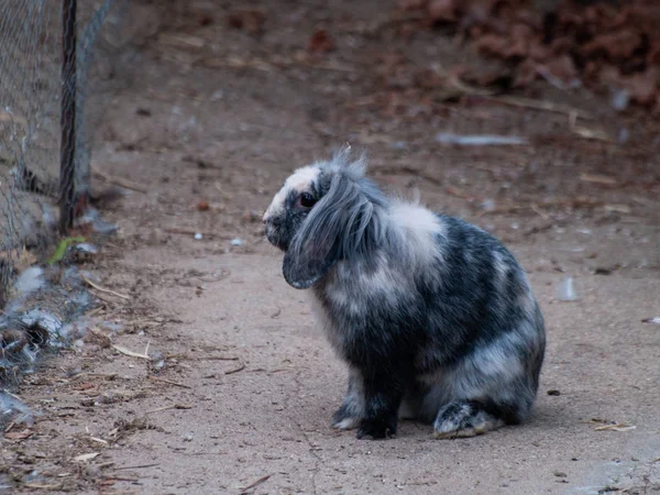 Cute Fluffy Rabbit Farm — Stock Photo, Image