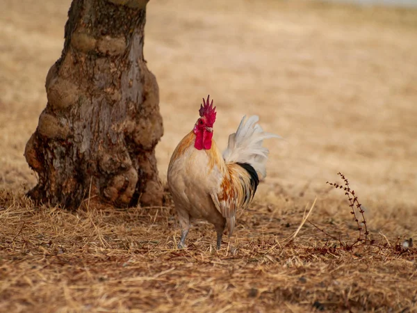 Gallo Granja Salamanca España — Foto de Stock