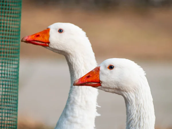 Gäss Byn Salamanca Spanien — Stockfoto