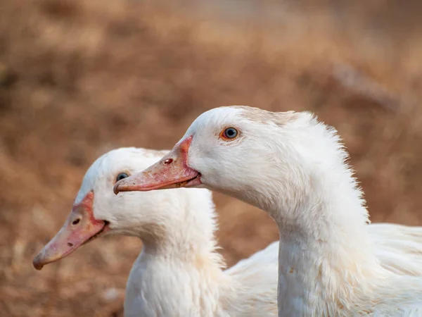 Gänse Dorf Salamanca Spanien — Stockfoto