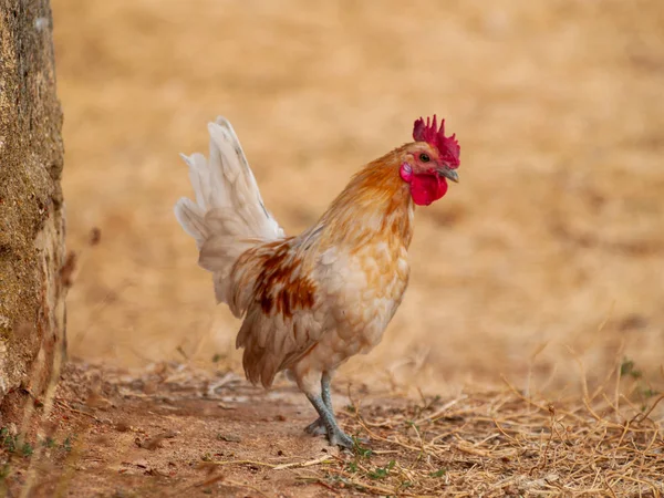 Gallo Granja Salamanca España — Foto de Stock